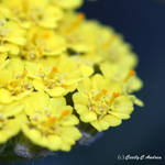 Yarrow by CecilyAndreuArtwork