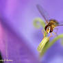 Flower Fly