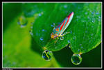 Leafhopper by CecilyAndreuArtwork