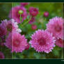 Autumn's Queen Chrysanthemum