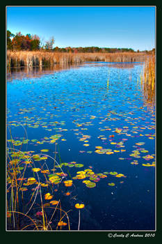 Water Lily Pond