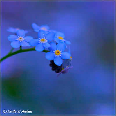 Forget Me Not