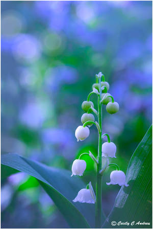 Lily of the Valley by CecilyAndreuArtwork