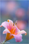 Beautiful Daylily by CecilyAndreuArtwork