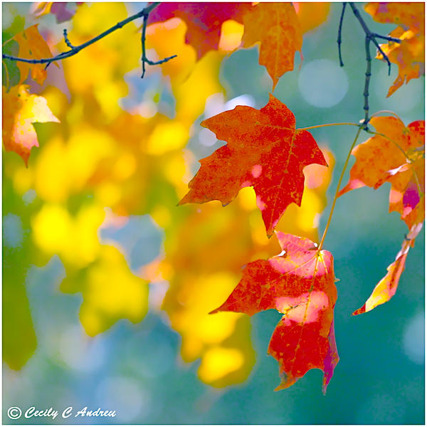 Autumn Leaves