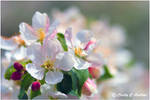 Apple Blossom by CecilyAndreuArtwork