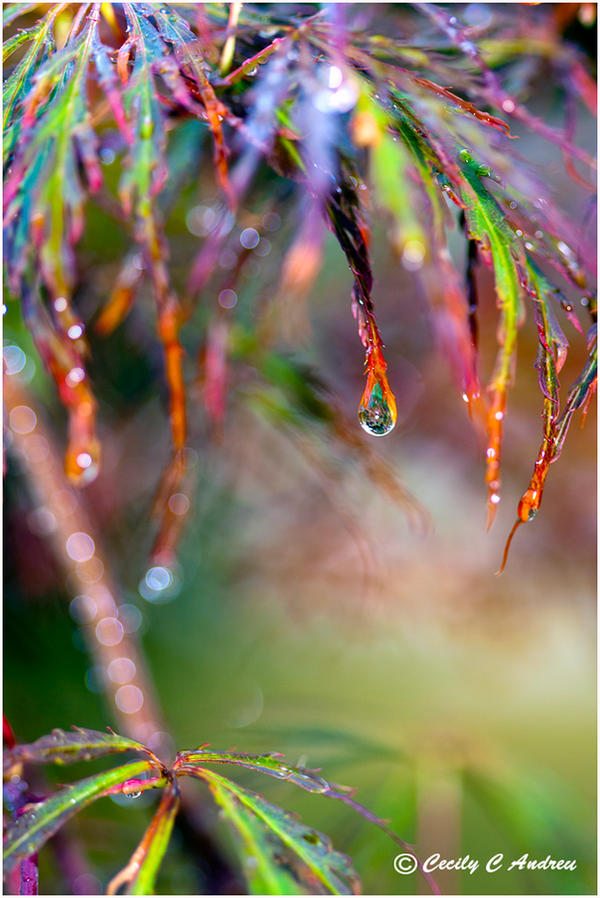 Dancing In The Rain