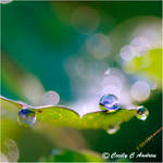 Morning Water Drops by CecilyAndreuArtwork