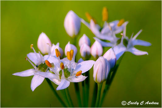 In Full Bloom