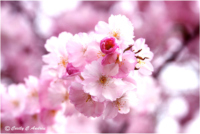 Cherry Blossoms