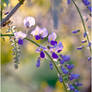 Japanese Wisteria