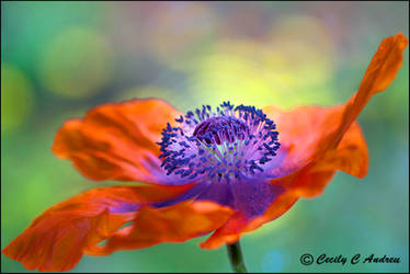 Glorious Poppy