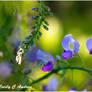 Wisteria