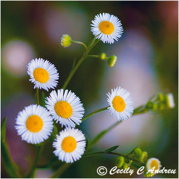 Wild Daisy by CecilyAndreuArtwork