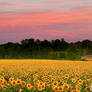 Sunflowers At Dawn