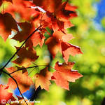 Autumn Is In the Air by CecilyAndreuArtwork