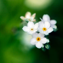 White Forget Me Not by CecilyAndreuArtwork