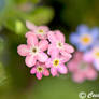 Pink Forget Me Not