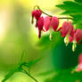 Bleeding Hearts