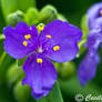 Tradescantia