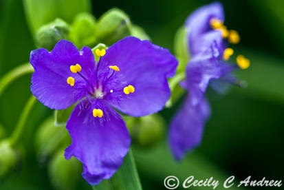 Tradescantia