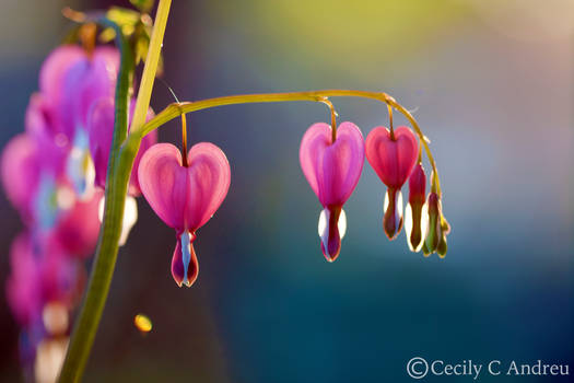 Bleeding Hearts