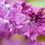 Lilac In Full Bloom