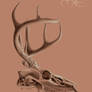 Deer skull study