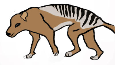 Thylacine