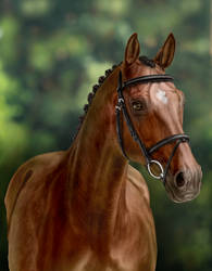 Bay Oldenburger horse