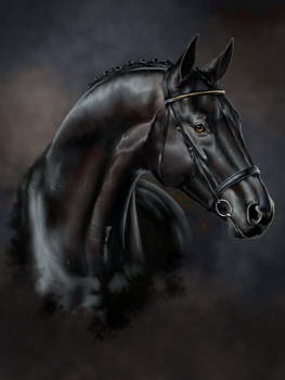 Realistic portrait: Black horse