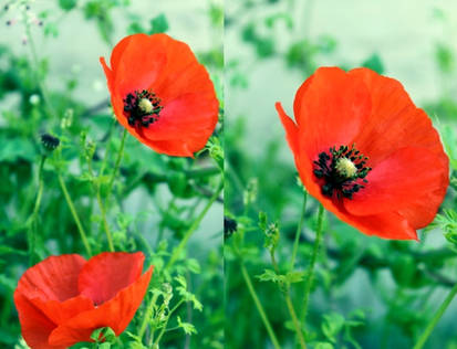 Poppies.