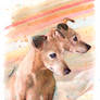 Mentiradeloro-italian-greyhound-portrait