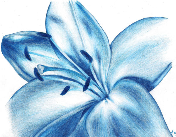 Blue Lilly