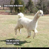 llamas... flying versions available in a DA near u