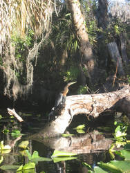 Anhinga