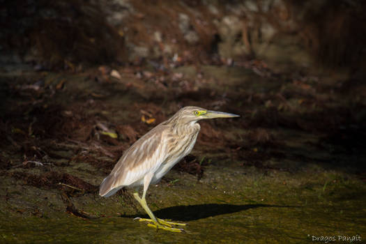 Squacco heron