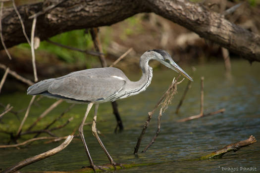 Gray heron