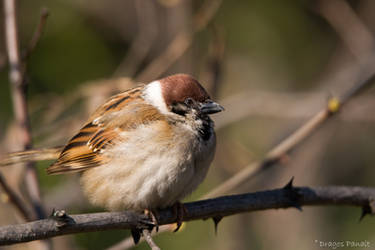 Eurasian tree sparrow