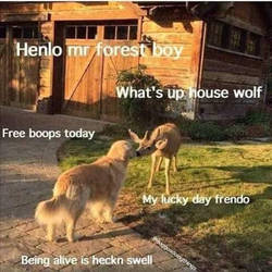 Free Boops Today