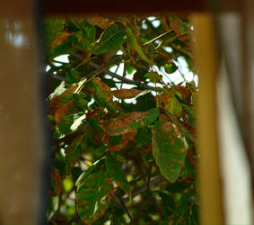 Autumn at my window