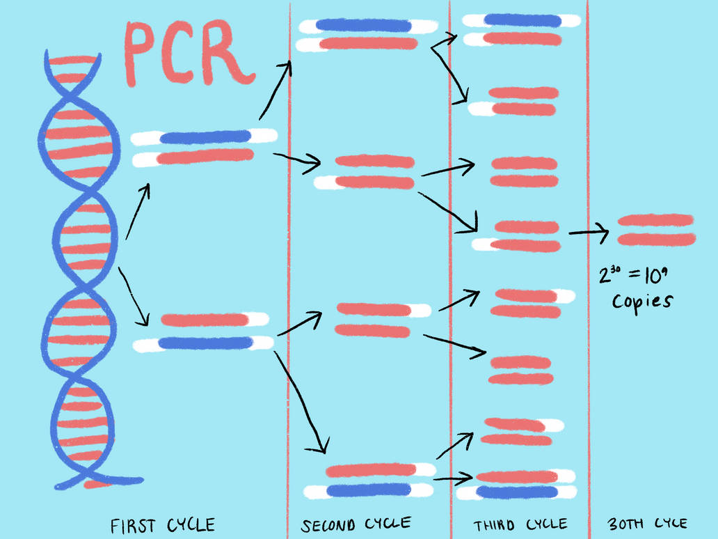 PCR Diagram by RainbowBio on DeviantArt