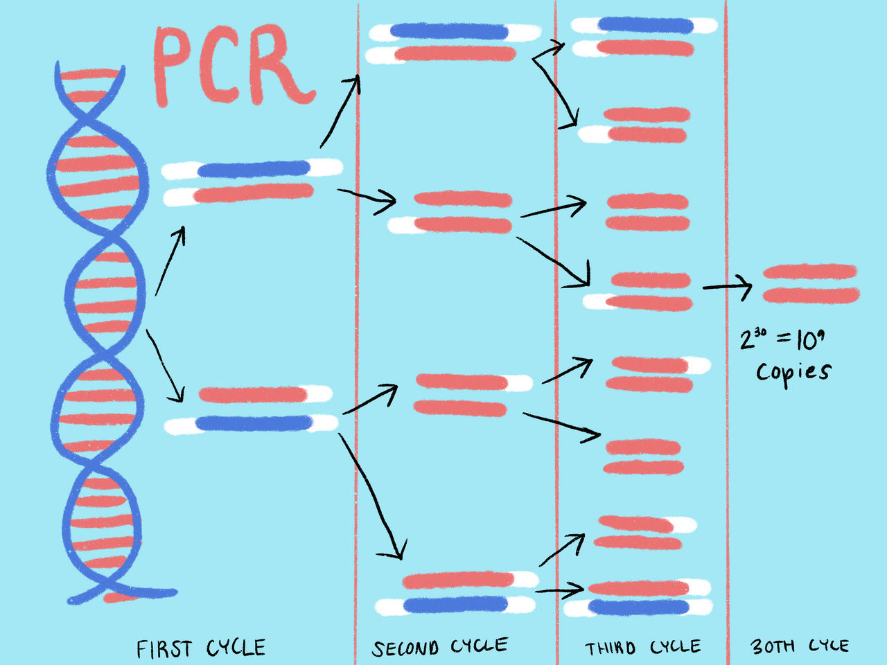 PCR Diagram by RainbowBio on DeviantArt
