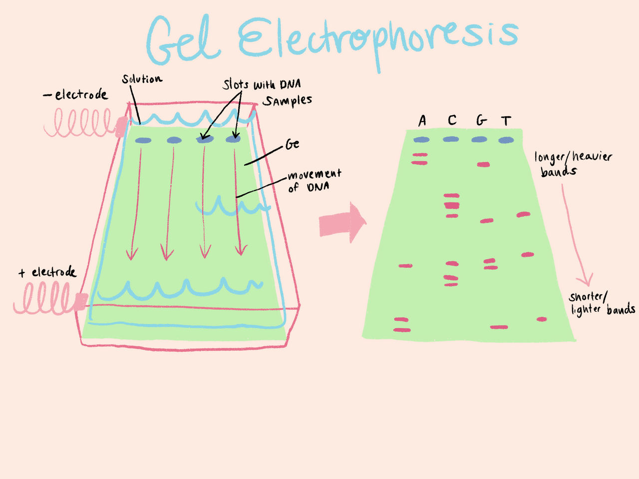 Gel Electrophoresis Diagram By RainbowBio On DeviantArt gel-electrophoresis-diagram-by-rainbowbio-on-deviantart