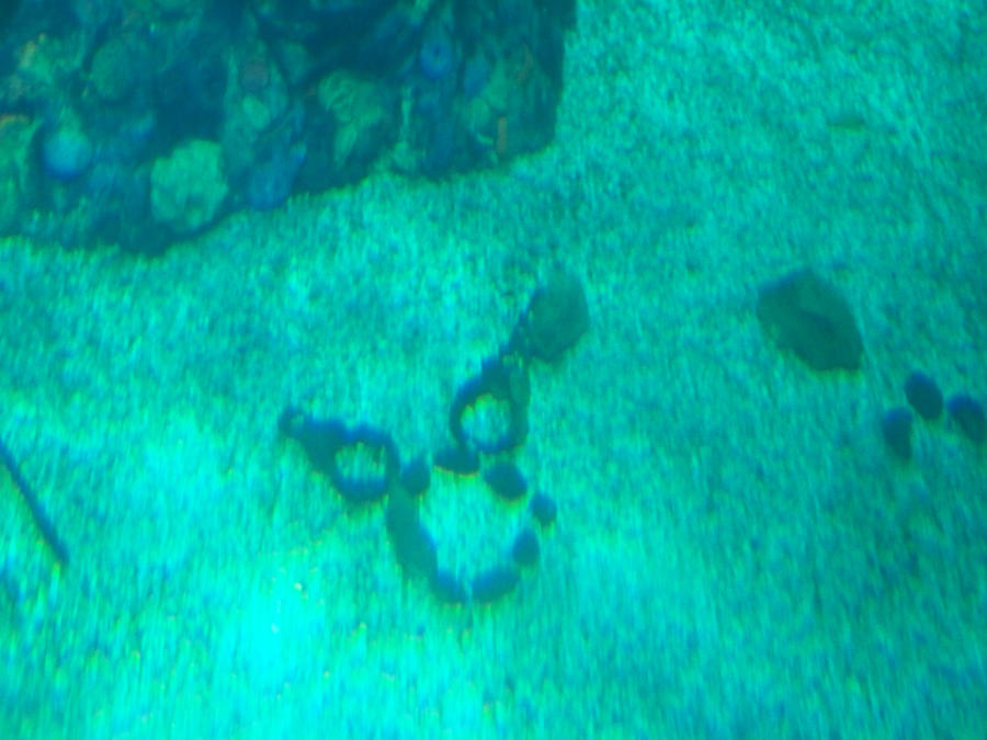 Hidden Mickey at Living Seas