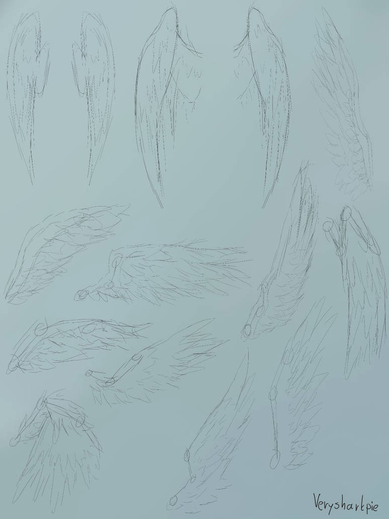 Wing Reference Real Wings References by verysharkpie on DeviantArt