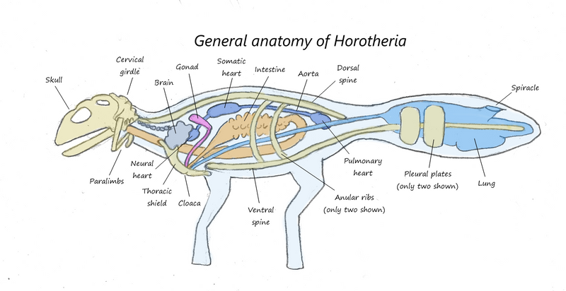 General horotherian anatomy by Concavenator