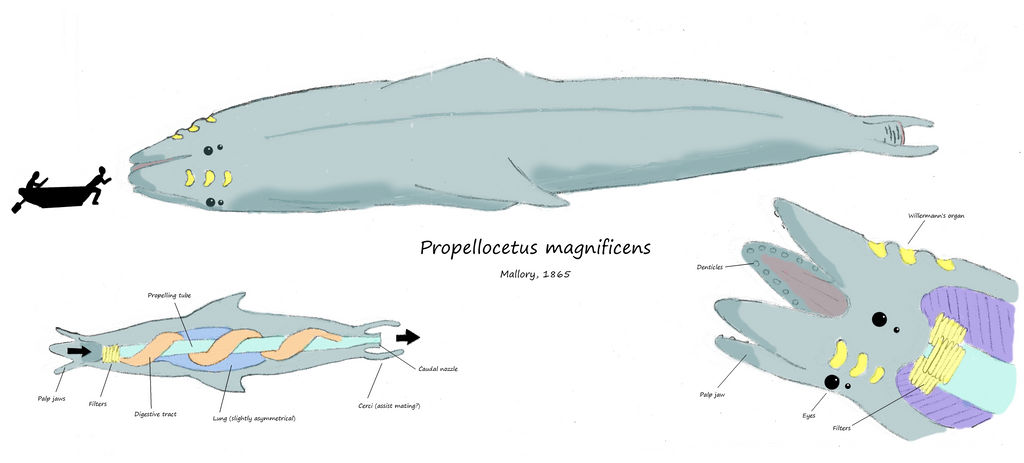 Propellocetus by Concavenator