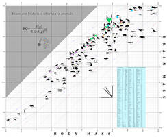 Animal brain size
