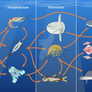 Ocean food web (Zanichelli)
